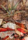 Aloes, 280 x 200 cm, 2007